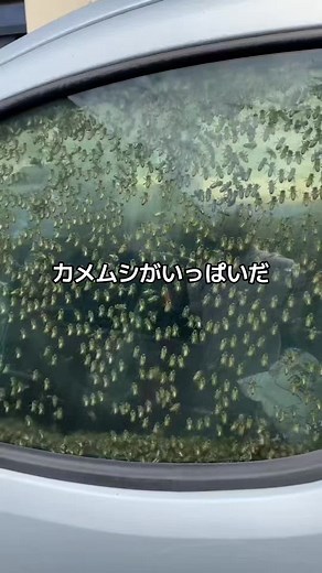 カメムシ対策と対処法 - カメムシがいっぱいだ