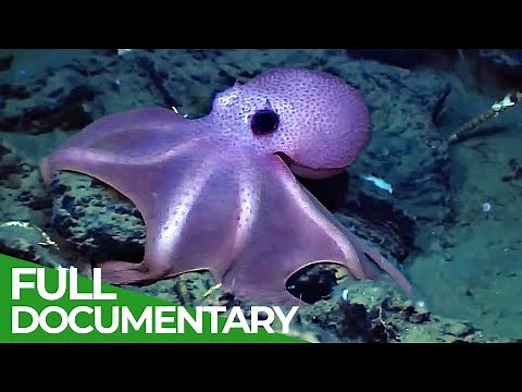 China Wild | Episode 1: The Ocean | Free Documentary Nature