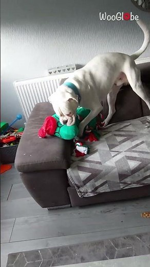 Silly Boxer dog embraces its weird side by humping plush toys || WooGlobe