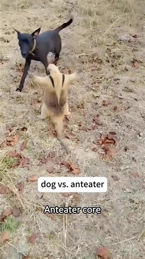 PetflixNChill on TikTok