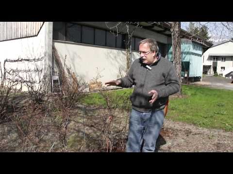 Problems with blueberry plants