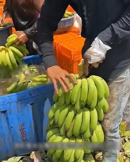 How to Ripen Bananas Naturally in 3 Days (No Chemicals!)