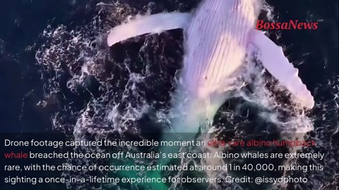 Rare albino humpback whale emerges from the depths in stunning scene