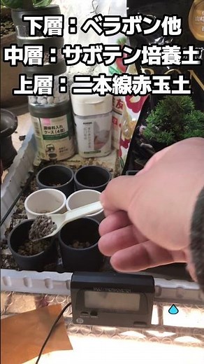 【#園芸 718カメ】 多肉植物ユーフォルビア・オベサを種から育ててみるぞい！😭 🐢「発芽から難しいと聞いとるができるんか？おぉん！」 【庭の大開拓時代】