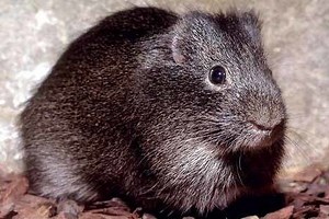 Shiny guinea pig - Alchetron, The Free Social Encyclopedia