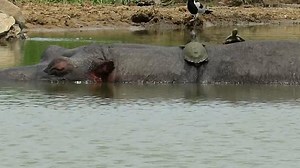 37K views · 647 reactions | Die Schildkröten des Kruger-Nationalparks in Südafrika sind ganz schön gewieft. Mehr spannende Videos unter: www.nationalgeographic.de/video | National Geographic | Facebook