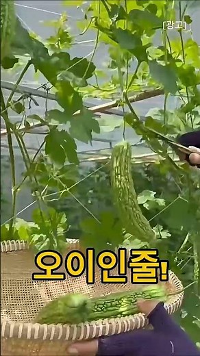 오이인 줄 알았는데...#생여주 #여주 #여주요리#여주효능 #건강식재료 #제철채소 #여주손질법#시골감성 #추억의맛 #할머니밥상 #꿀팁 #이슈 #쿠팡꿀템 #꿀템