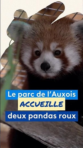 Découvrez Bao et Meï, les deux pandas roux qui viennent de faire leur arrivée au Parc de l'Auxois