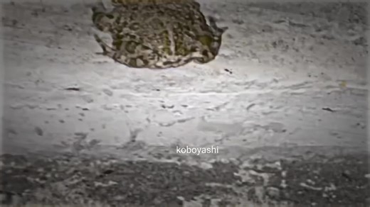 Sitting Frog Meme Compilation