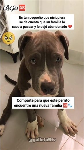 Perrito abandonado busca un hogar 🥺