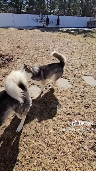 The huskies are off on another poop adventure… just after I spent 2 hours picking up all the winter leftovers. 😩💩 Don’t judge—I’m just getting a head start on spring cleaning! 😂 Who else has to deal with the great thaw of backyard surprises? Drop a 💩 if you feel my pain! 💸 Support the cleanup crew: $PawsAndLittles 🎁 Send some non-poop surprises: Amazon Wishlist #HuskyLife #PoopChronicles #SpringCleaningMode #SendHelp #TheThawHasBegun