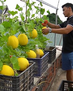 186K views · 5.1K reactions | Tips for growing melons in plastic baskets | Great DIY Idea | Facebook