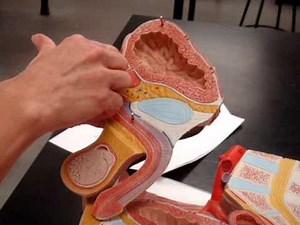 Anatomy: male reproductive system (big model)