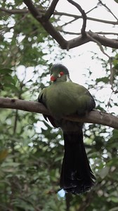 Originario de las selvas africanas, el turaco destaca por su plumaje verde brillante y su cresta elegante. 🌿 Lo más sorprendente es que su color no proviene de pigmentos comunes, sino de un pigmento único llamado turacoverdina, exclusivo de esta especie. 💚 Además, su dieta se basa en frutas, lo que lo convierte en un importante dispersor de semillas para mantener la vida en los bosques. 🍃🦜 Conocelo de cerca y descubre cómo cada color cuenta una historia de la naturaleza. | Parque Zoológico N