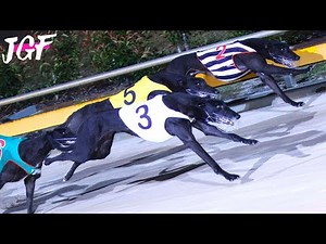 Greyhounds: The Fastest Dog Breed in the World