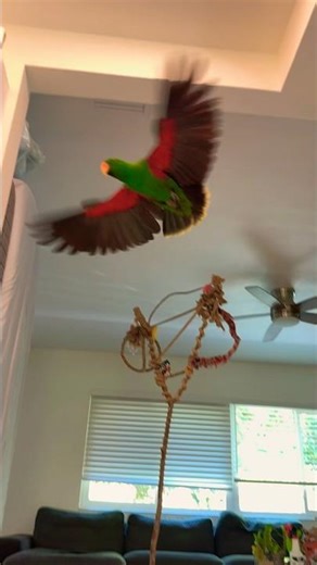Eclectus flight b 🦜✈️ #parrot #parrots #parrotfly