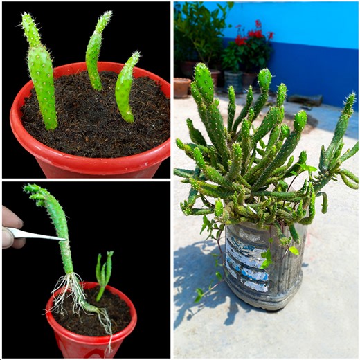 6.6K views · 115 reactions | Best & easiest method for grow cactus plant at home from branch || Best method for home gardening | Amd MultiMedia | Facebook