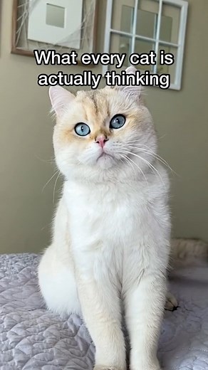 What every cat is thinking #cat #evil #funny | Hammy & Olivia