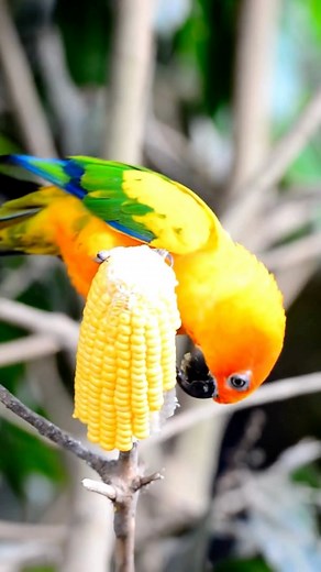 Vibrant Sun Conure: The Living Rainbow 🌈 #SunConure #ParrotSpecies #Shorts The Sun Conure Parrot (Aratinga solstitialis) is a vibrant and charismatic bird native to South America. With its stunning plumage of bright yellow, orange, and red, it’s often referred to as a “living rainbow.” These social birds are known for their playful demeanor and loud, distinctive calls. They form strong bonds with their flock members and are often seen flying together in noisy groups. Despite their popularity as