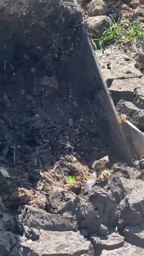 this is what animal? #machinerychannel #doosan #caterpillar #excavator