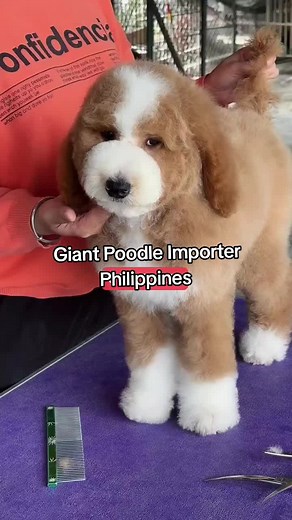 Giant Poodle Importer Philippines: Rehoming and Price Ideas