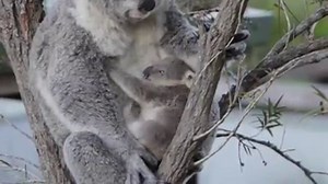 I want to climb on you!! Our little koala joey clip from Symbio Wildlife Park got over a million views and international news coverage over the weekend. Here's another clip of the adorable mother and daughter together. Too much cuteness going on here. | Australia.com