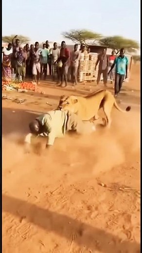 A lion has grabbed an elderly man by his waist #shorts