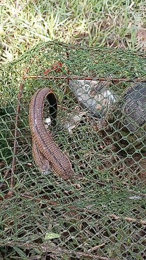 4.5M views · 5.3K reactions | ปลิงกำลังเลื้อยไปไหน #ปลิงควาย #คนเลี้ยงควาย | โฟกัส ที่เป้าหมาย | Facebook