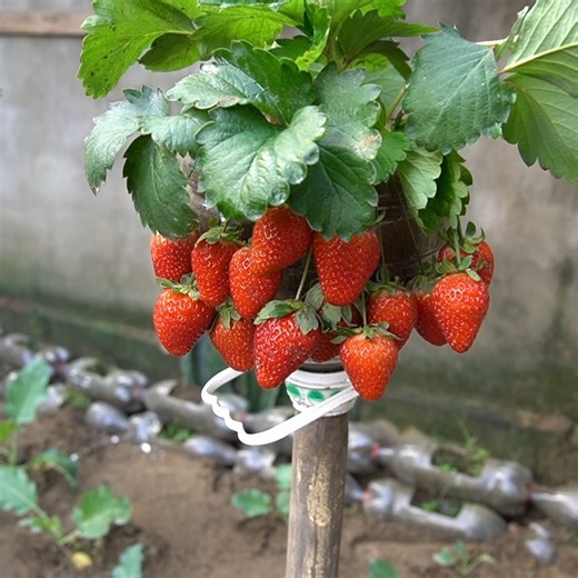 The Secret To Creating A Beautiful Strawberry Garden | DIY Balcony Garden
