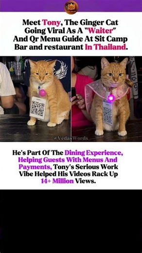 Meet Tony: The Viral Cat Waiter Taking Your Order! 🐾😺 #cat #thailand #news #funny #cute