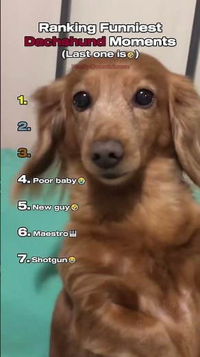 Top 7 Adorable Dachshund Moments! 🐾❤️