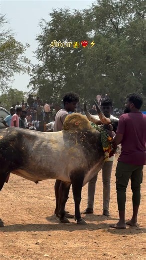 💢#2026 சிம்பா #jallikattu ❤‍🔥❗