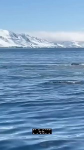 16K views · 265 reactions | #facts #sea #sealife #whale #shark | FACT BY MK | Facebook