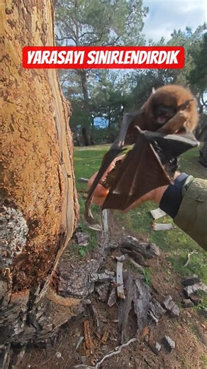 Yarasa Sinirlendi Ama Onu Mekanında Ayırmadım. | #Kamp #yarasa #bootcamptr