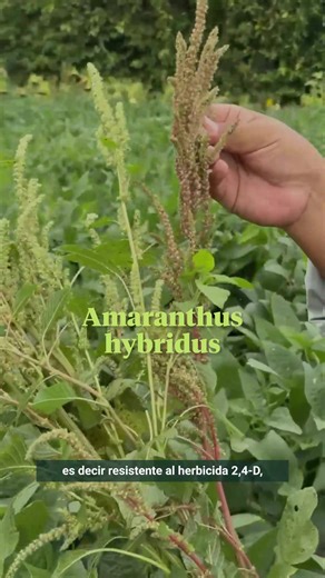 El manejo repetitivo de herbicidas aceleró la aparición de malezas resistentes. Hoy, Amaranthus es uno de los mayores desafíos en el cultivo de la soya: resistencia múltiple y pérdidas de hasta un 70%. La respuesta está en cambiar la estrategia: control en preemergencia, combinación de principios activos y apoyo de cultivos de cobertura. Recuerda: cuando el control empieza temprano, el cultivo rinde más. | Rainbow Bolivia