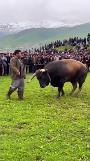 BULL Attacks: COMPILATION of Near Fatal Mistakes!💀