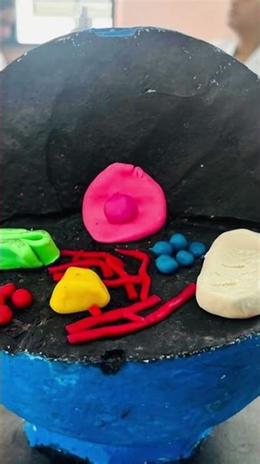 Incorporate innovative method of teaching to make anatomy more memorable for Students👩🏻‍⚕️