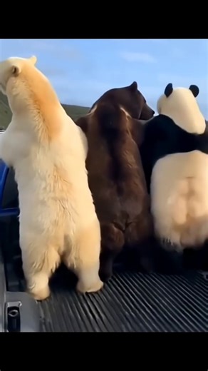 dancing on the truck 😍#panda #bear #polarbear