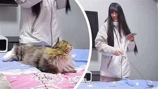 Cat launches into wild mid-air flip while chasing toy