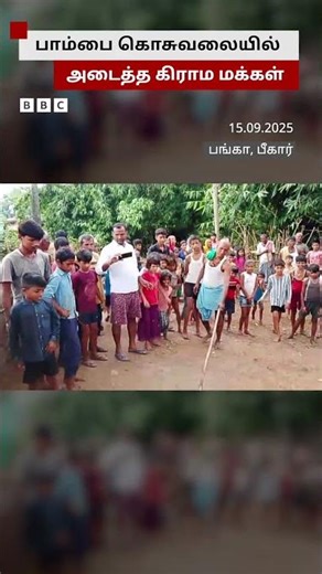 மலைப்பாம்பை கொசுவலையில் பிடித்த கிராம மக்கள்