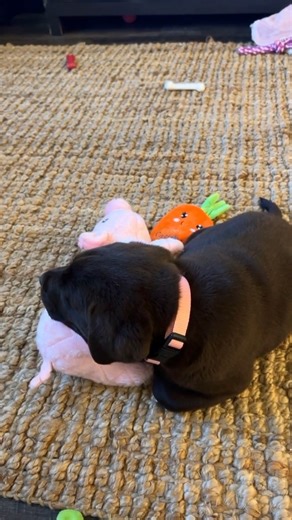 The only chocolate we want this Valentine’s Day 🍫 Looking for a companion of your own? Connect with responsible breeders, shelters, and rescues on gooddog.com 💫 | Good Dog