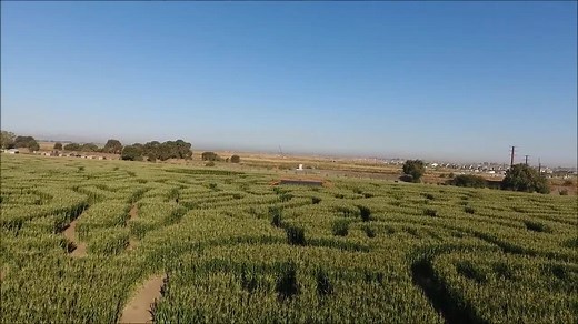 26K views · 580 reactions | 2016 CORN MAZE AT DELL'OSSO FARM IN LATHROP! WE OPEN SAT OCT 1ST! COME EARLY TO AVOID THE CROWDS! PERFECT FALL WEATHER THIS WEEKEND! WWW.PUMPKINMAZE.COM | Dell'Osso Family Farm | Facebook