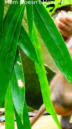 World Comedy on Reels