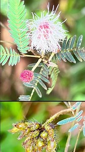 Beautiful, sensitive, & armed, how to #mimosa