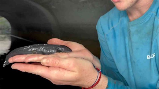 I caught axolotls in a primitive fish trap