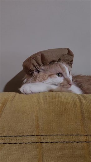 Elizabeth Beewitchedbellydance (@buzzys808)’s videos with Livin' in the Sunlight, Lovin' in the Moon Light - Tiny Tim