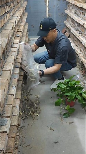 Baby Gecko Farming – Sustainable Reptile Rearing for Conservation & Trade 👀