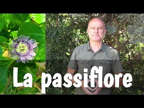 Passionflower
