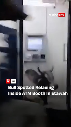 #Watch | Bull Spotted Relaxing Inside ATM Booth In Etawah. #Bull #ATM #Etawah #viral #abplive | ABP Live