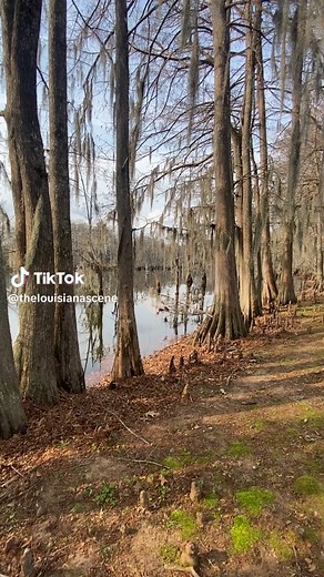 Exploring the Tranquil Beauty of Louisiana's Bayou